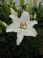 [5296 Iceclear No01.JPG]